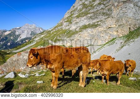 Cows In Alpine Pasture, Pralognan La Vanoise, French Alps