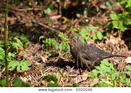 Blackbird
