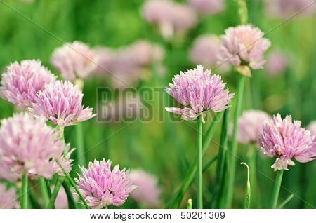 Purple flowers