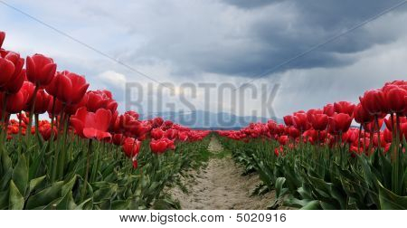 Campo tulipano con nuvole di pioggia