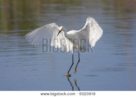 Garça-branca (egretta Thula)