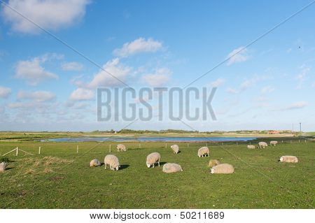protected bird lake on Dutch wadden island Texel with many sheep