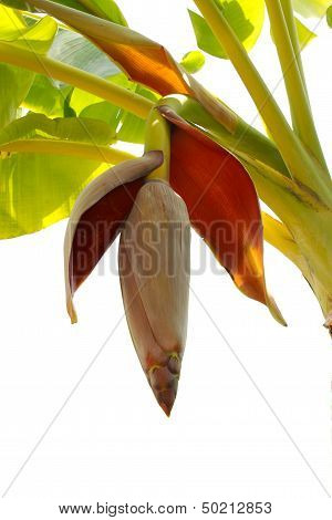 Banana  Blossom