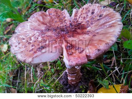 Toadstool