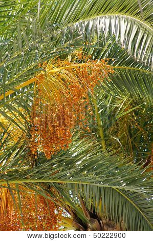 Palm Tree