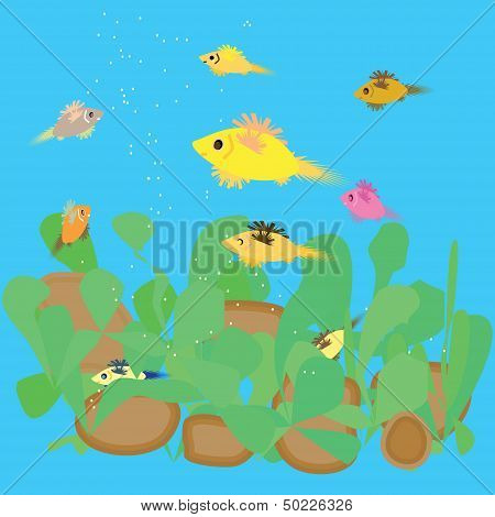 Fish feeding in the aquarium