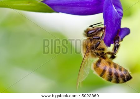 Pszczoła na fioletowy kwiat (Dalia Imperalis)