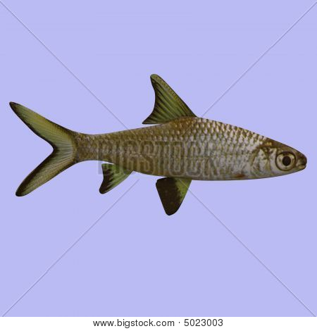 Sølv Rasbora