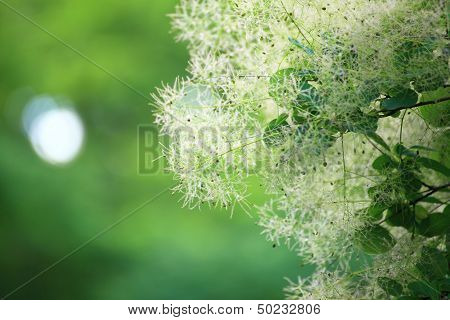 Green Flower Cotinus Coggygria Or Smoketree