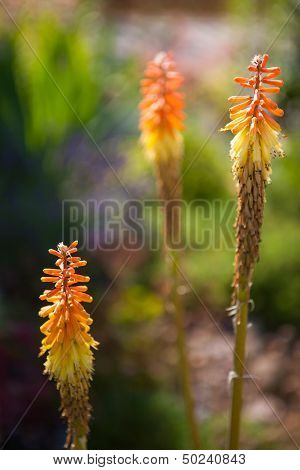 Kniphofia