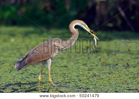purple heron (ardea purpurea)