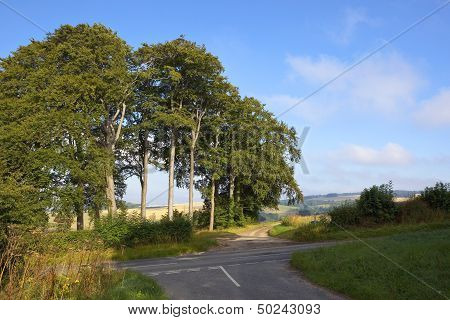 Beech Trees And Highway