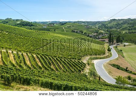 Langhe, Vineyards