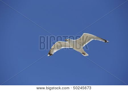 Seagull