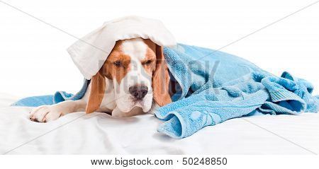 Very Much Sick Dog  On  White Background