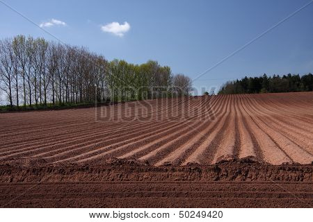 Ploughed Field Under A Blue Sky
