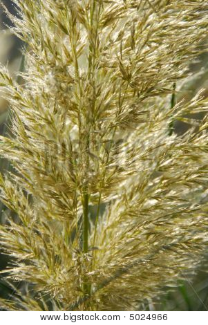 Pampas Grass Cortaderia Selloana