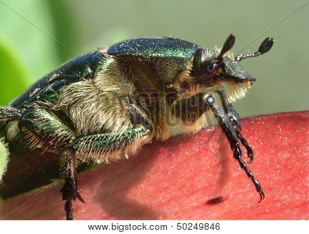 The may-bug