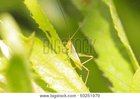 Katydids Nymphs