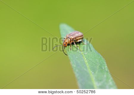 Hotaru Plagiodera