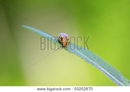 Hotaru Plagiodera