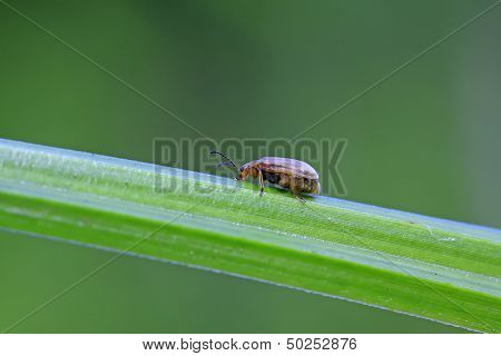 Hotaru Plagiodera