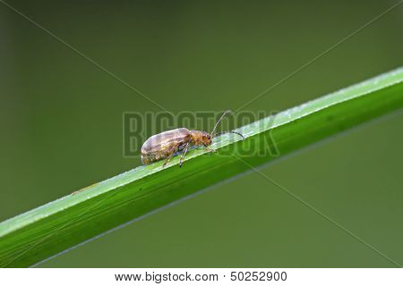 Hotaru Plagiodera