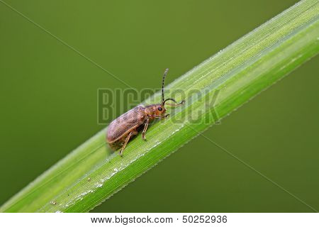 Hotaru Plagiodera