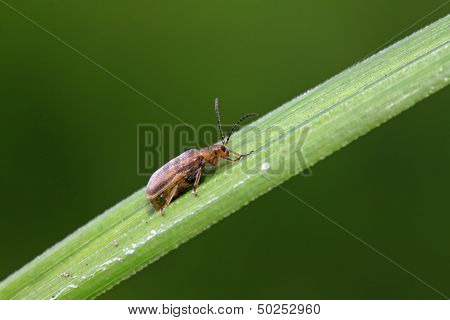 Hotaru Plagiodera