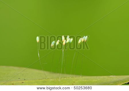 Lacewing Flies Eggs