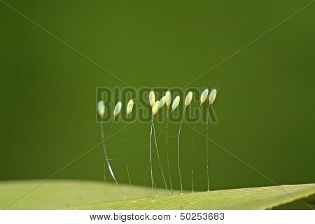 Lacewing Flies Eggs