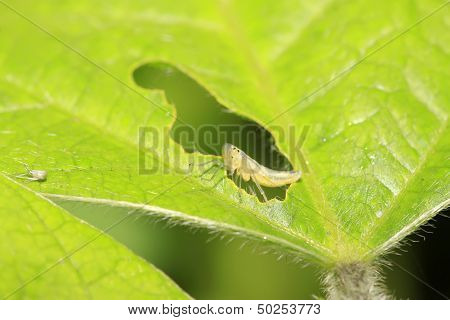 Leafhopper Larvae