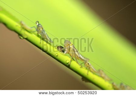Leafhopper Larvae