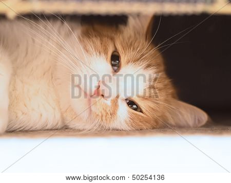 Sad cat