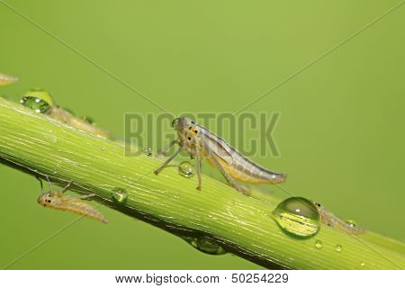 Leafhopper Larvae