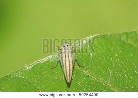 Leafhopper Larvae