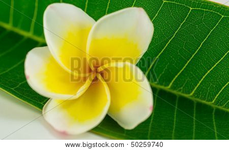 closeup of white and yellow pagoda flower