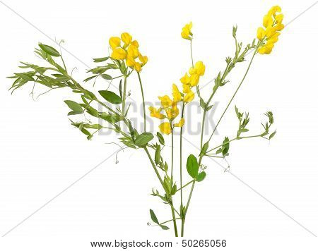 Lathyrus Pratansis Flower