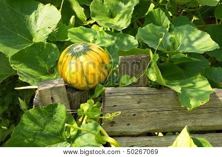 Yellow Ripe Pumpkin