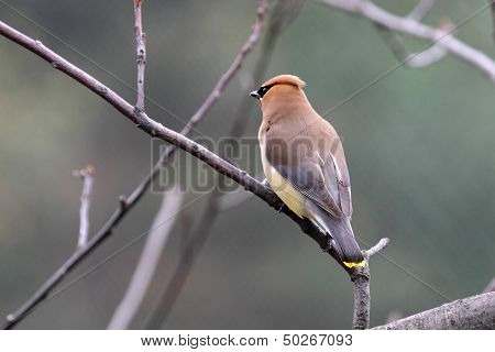 Cedar Waxwing
