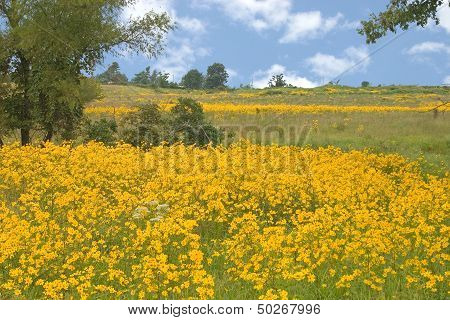 Bidens Aristosa