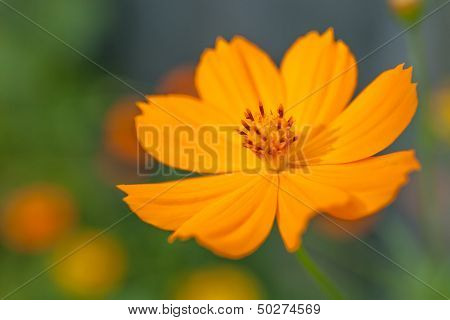 Orange Cosmea Flower