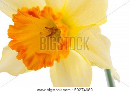 Jonquil Flower