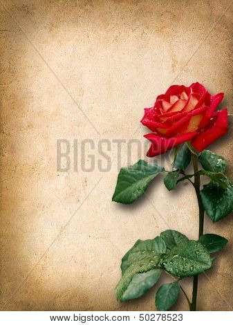 Vintage Card For Congratulations With Red Rose