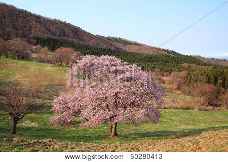 Prunus Sargentii