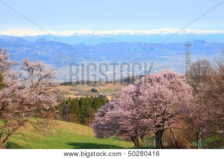 Cherry Tree And Snowy Mountain