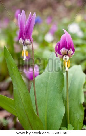 Erythronium Sibiricum. Liliaceae.