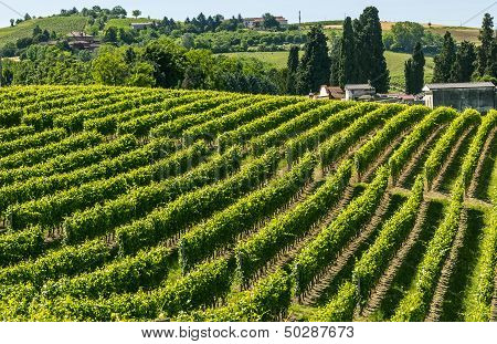 Langhe, Vineyards
