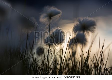 arktiske bomuld blomster