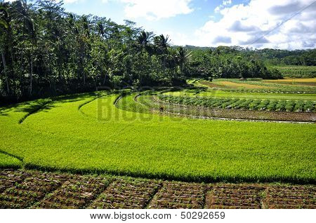 Rice fields Background
